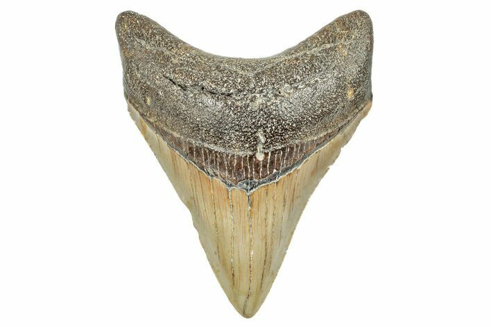 Fossil Megalodon Tooth - North Carolina #245746